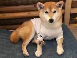 1 778 645 просмотров • 7 мая 2019 г. ãŠã¾ã‚ã¨åˆã‚ã¦ã®æ˜¥ ãƒ¼ã‚¢ã‚­ãƒŠå±±åã¨ãŠã¾ã‚ã®ãƒ©ãƒ–ã„æ—¥ã€… 4 æŸ´çŠ¬ãƒ©ã‚¤ãƒ• Shiba Inu Life