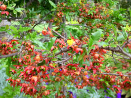 Image result for Ochna kirkii