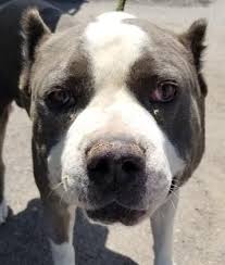 6 Month American Pitbull Terrier Black And White Pin On Pups And All Precious Animals That Need Help