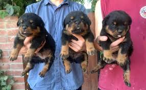 Von valor cross rottweilers does not currently have if rottweilers are what you are looking for we can help you! German Rottweilers Puppies For Sale Rottweiler Puppy For Sale