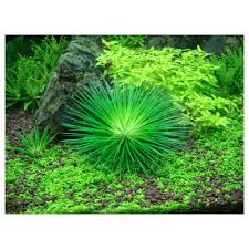 Image result for Eriocaulon schimperi