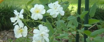Maybe you would like to learn more about one of these? Rosa Found Rose Hybrid Musk Rose Rosa Darlow S Enigma