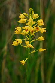 Image result for Orthochilus