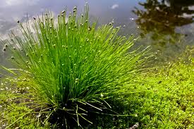 Image result for Isolepis