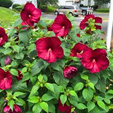 Image result for Hibiscus platycalyx