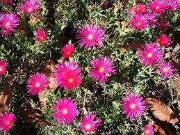 Image result for Lampranthus spp.