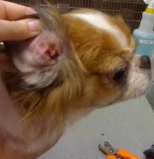 Image result for abscess dog's ear flap