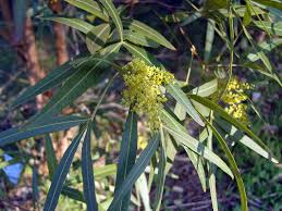 Image result for Searsia rogersii