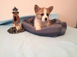 They also prefer to be with this fluffy puppy looks like a mini wolf that never grows up! Corgi Puppies For Sale Virginia
