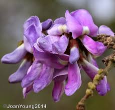 Image result for Millettia grandis