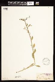 Image result for Rorippa nudiuscula