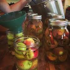 Pickling Whitney Crab Apples Using An Old Recipe From A Mennonite Cookbook That Specifically Asked For Whitneys That S Crab Apple Pickled Apples Farm Gardens