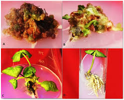 Image result for Centella glabrata