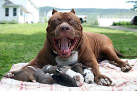 This blue pitbull is a 4th generation manmade kennels production. World S Largest Pitbull Hulk Has 8 Puppies Worth Up To Half A Million Dollars Bored Panda
