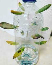 Check spelling or type a new query. Trying Some Water Propagation Propagation Water Succulents Leaves Tr Water Propagation Plants Grown In Water Propagating Succulents