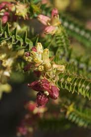 Image result for Penaeaceae