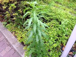 Image result for Erigeron sumatrensis