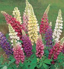 Perennial Lupin Mixed Colours Lupinus Polyphyllus Tessgruun Zaden Planten