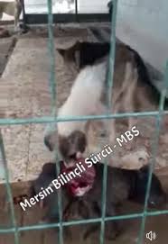 Filiz In Dusunceleri On Twitter Mersin Hayvan Barinagi Kopekler Acliktan Birbirini Yiyiyor Bu Nasil Bir Merhametsizliktir Bekirpakdemirli Secervahap Mersin Bld Mersinvaliligi Mersin Acsh Https T Co 9mr4o5dagj