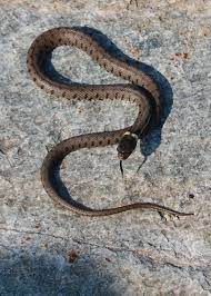 Come Allontanare I Serpenti Da Casa