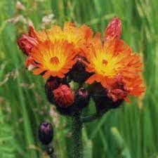 In the northern hemisphere, june is the month with the longer days, which means more sunshine for flowers to enjoy. What S Flowering In June Wildflowers In June