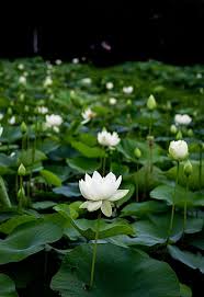 The purple lotus pays homage to the buddhist deities, but it is not commonly used by the religion today. Royalty Free White Lotus Photos Free Download Pxfuel