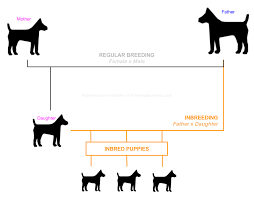Inbreeding Definition What It Means In Dog Breeding Dog Breeds Dogs Types Of Dog Food