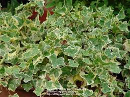 This woody vine will require occasional maintenance and upkeep, and can be pruned at anytime. Photo Of The Leaves Of English Ivy Hedera Helix Gold Child Posted By Joy Garden Org