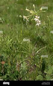 Image result for Pelargonium luridum