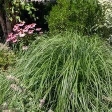 We did not find results for: How To Grow And Care For Lemongrass