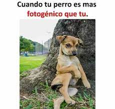 App Para Hacer Memes Memes Chistes Chistesmalos Imagenesgraciosas Humor Memes Divertidos Memes Para Reir Memes De Risa