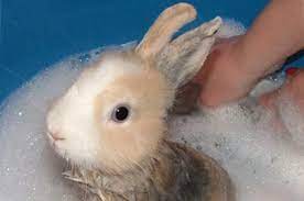 Find out how to get started, what products you'll need, and how to bathe baby safely. Do Rabbits Need Baths With Video Bathing A Rabbit Pros And Cons