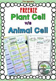 Plant Cell V S Animal Cell Animal Cell Plant Cell Plant And Animal Cells