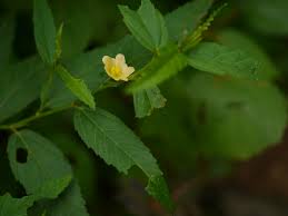 Image result for Sida acuta