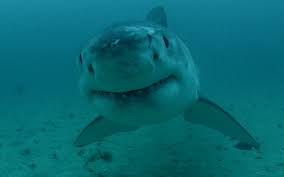 Trivia quizzes are a great way to work out your brain, maybe even learn something new. Shark Week 2018 Here S The Complete 30th Anniversary Tv Schedule