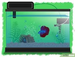 Your gorgeous breeding pair of siamese fighting fish has spawned and the eggs are hatching; How To Breed Betta Fish With Pictures Wikihow