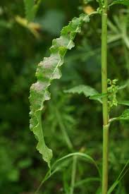Image result for Rumex crispus