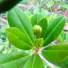 Image result for Manilkara concolor