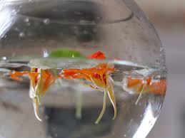 🌼你值得拥有超级好种爆花三季的旱金莲| 社区家居厨卫精选