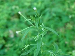 Image result for Epilobium