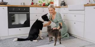 Dog sitter, dog walker, pet sitter, pet sitting services, cat sitting, pet transport, dog walking services, dog sitting. How To Sign Up For Rover To Give Or Receive Pet Care