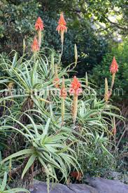 Image result for Aloe arborescens