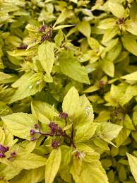 Image result for spirea japonica gold princess
