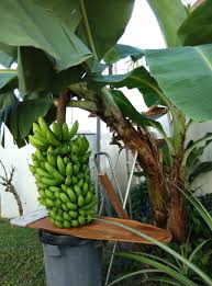Farm fresh green cavendish banana is the most important traditional fruit of vietnam, both in terms of historical and economic sig. Geneticist Discovers That The Elixir Of Health Can Be Grown In Your Garden