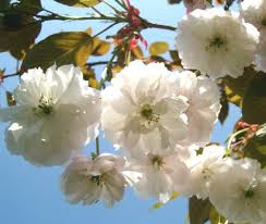 Dianthus pink kisses is a fantastic little plant, producing hundreds of lovely clove scented flowers every year. Fragrant Cloud Japanese Flowering Cherry Plants Chris Bowers