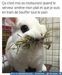 Epingle Par Julie Sur Memes En 2020 Images Droles Drole Blague Animaux