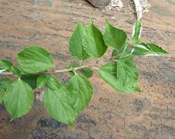 Image result for Pouzolzia mixta