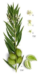 Image result for Gomphocarpus fruticosus