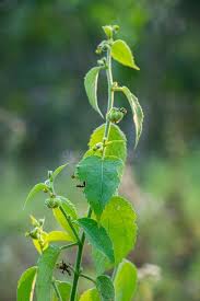 Image result for Tragia glabrata