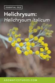 Image result for Helichrysum kraussii